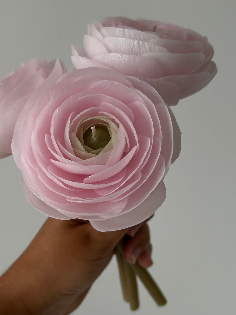 Candle-flower RANUNCULUS ON A STEM / light pink