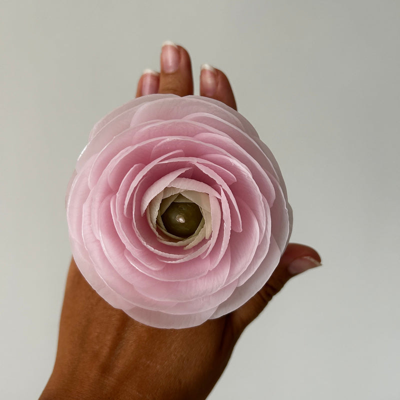 Candle-flower RANUNCULUS ON A STEM / light pink