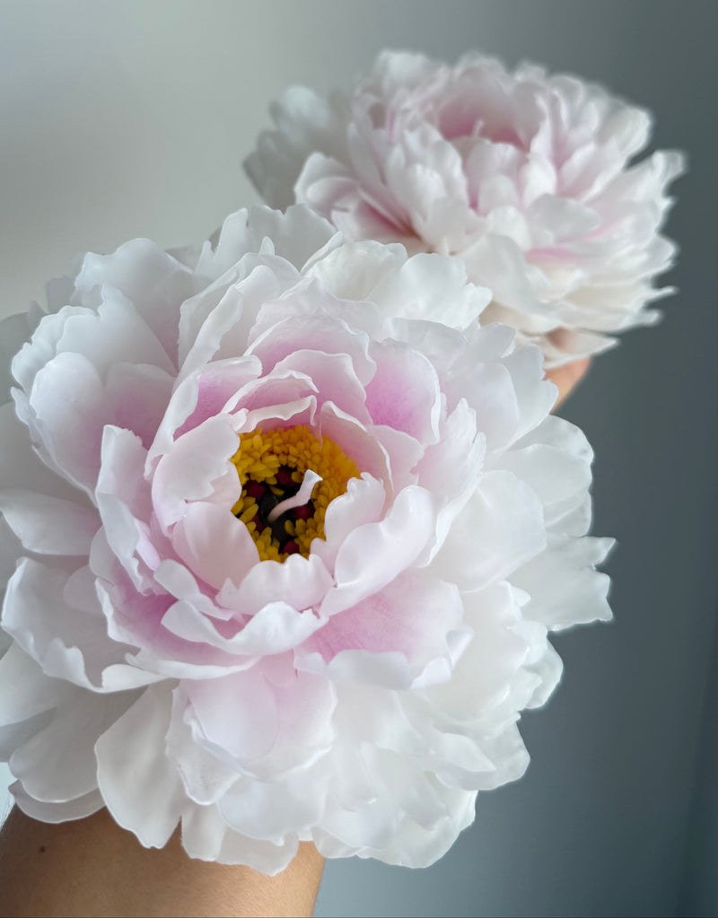 Realistic garden peony - pink / white