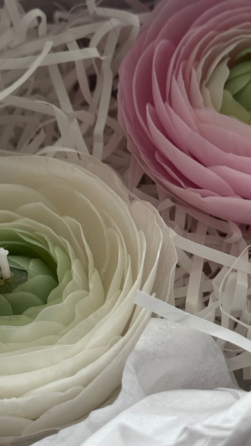 Flower candle RANUNCULUS / white pink
