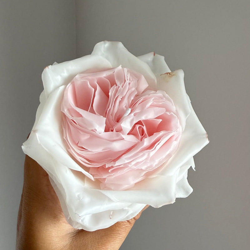 Rose white O'hara