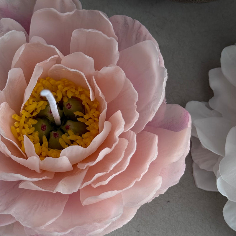 Realistic peony "coral charm"