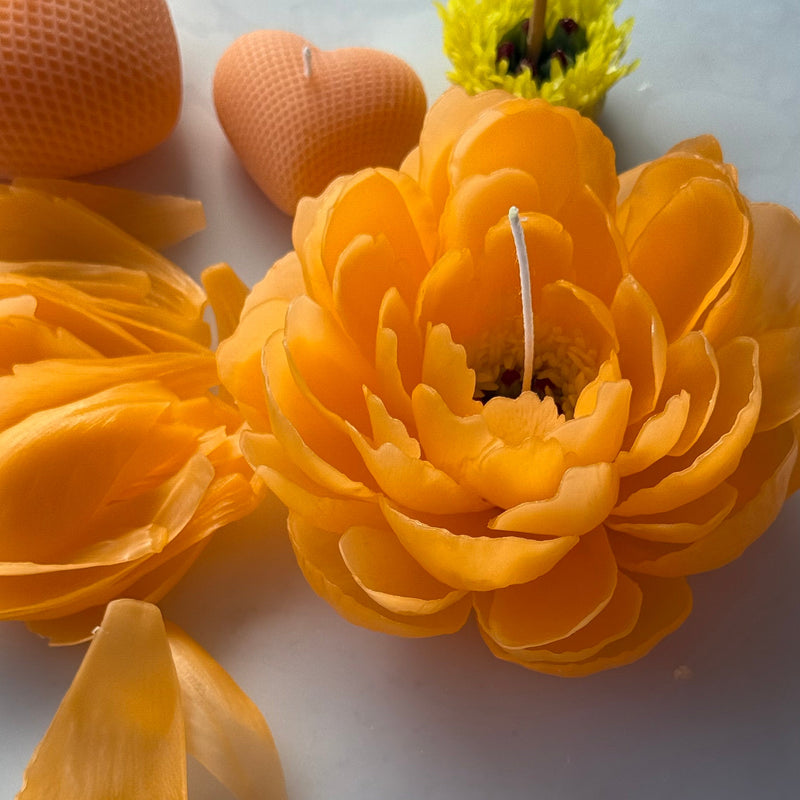 Orange peony "coral charm"