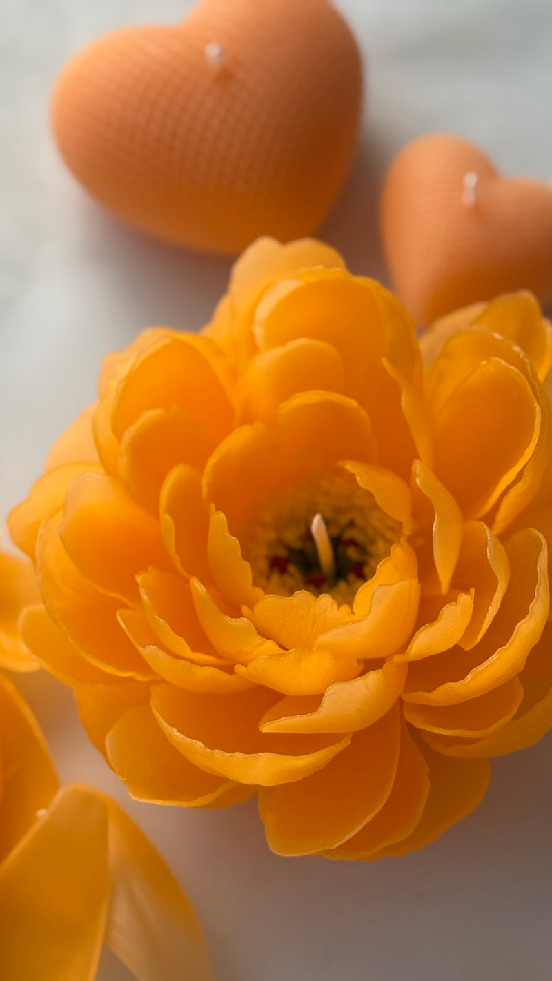 Orange peony "coral charm"