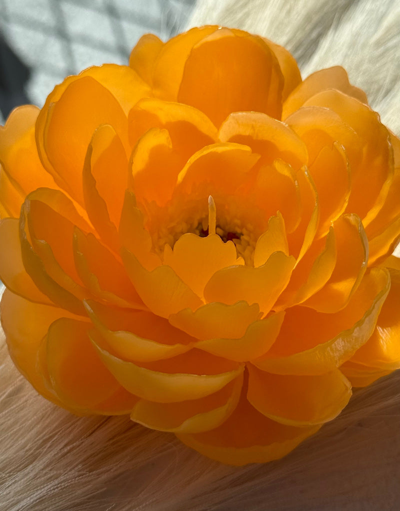 Orange peony "coral charm"