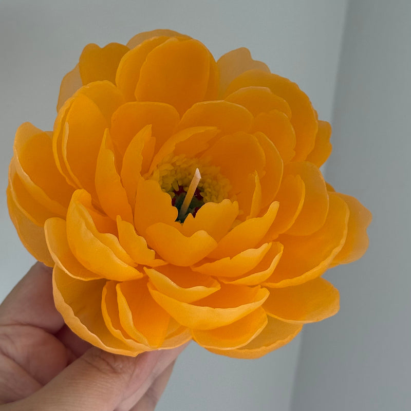 Orange peony "coral charm"