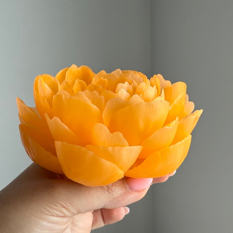 Orange peony "coral charm"