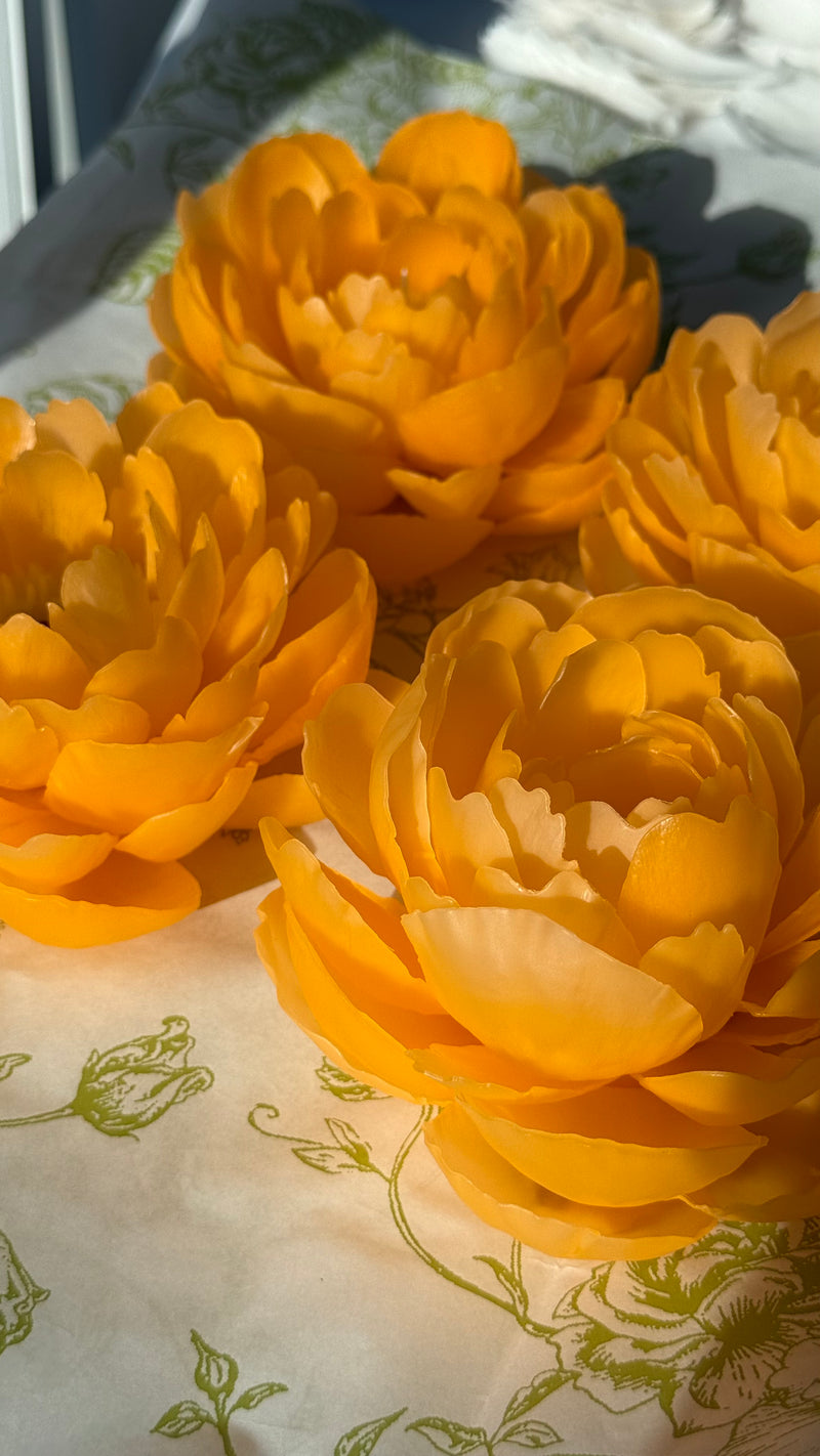 Orange peony "coral charm"