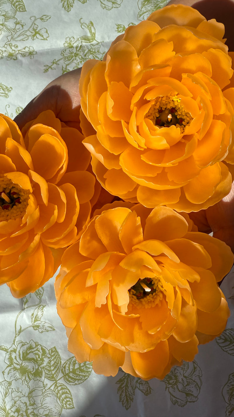 Orange peony "coral charm"