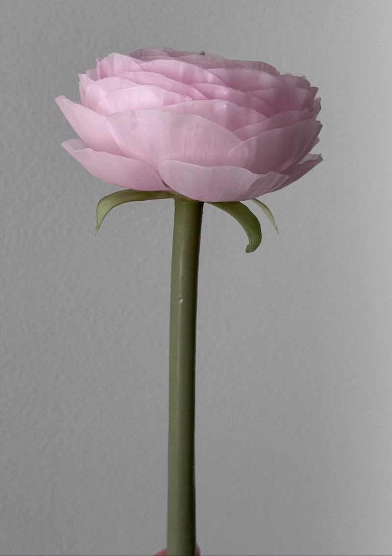 Candle-flower RANUNCULUS ON A STEM / light pink