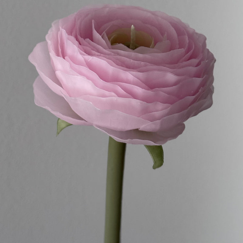 Candle-flower RANUNCULUS ON A STEM / light pink