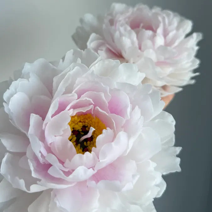 Realistic garden peony