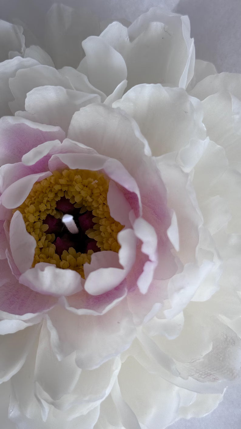 Realistic garden peony
