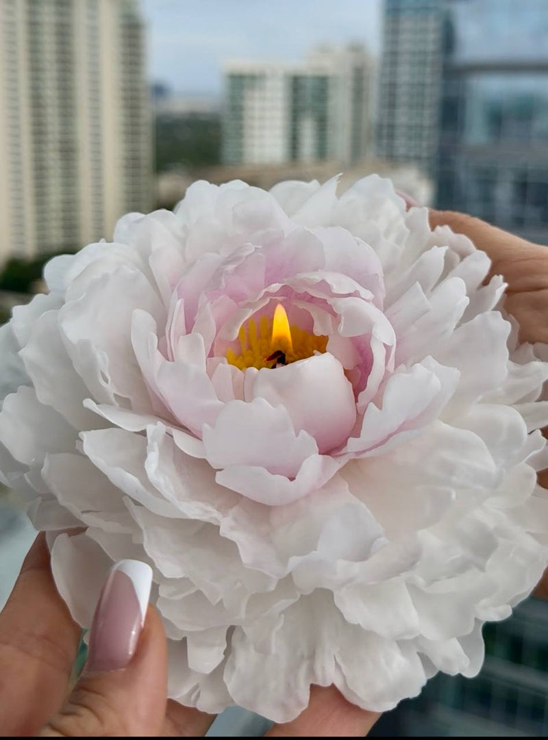 Realistic garden peony - pink / white